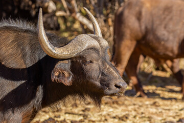 Cape or African buffalo bull on a game farm, South Africa