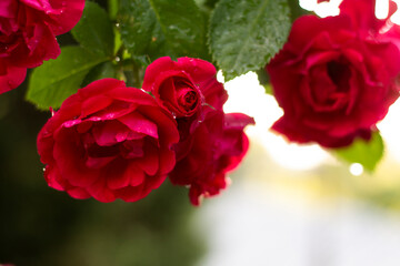 red rose in garden