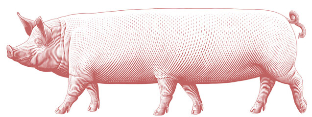 Six legged pig. Editable hand drawn illustration. Vector vintage engraving. 8 EPS