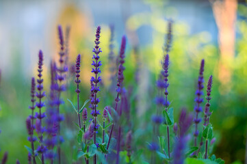 Salvia nemorosa 'Caradonna'. The setting sun in the home garden gives the plant flowers different colors. Dark blue, golden, purple. In the background the sun's rays. Colorful background.