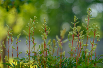 Chinese astilbe ‘Vision in White’ Astilbe chinensis. Not blooming in early summer. The evening sun shines from behind and brings out the flower buds and stems.