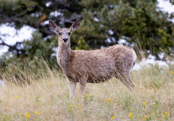 Mule Deer Herd