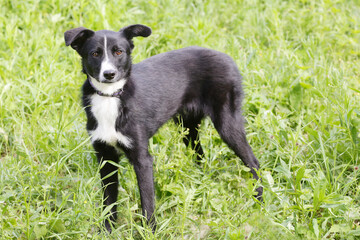 black dog full body photo on green grass background
