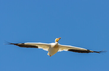 American White Pelican in Flight
