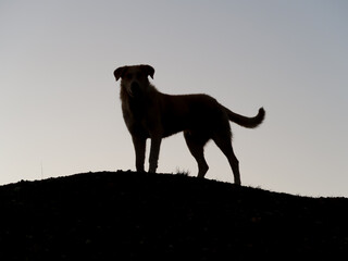 silhouette of a dog in the blue hour after sunset