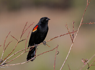 Red-winged Blackbird