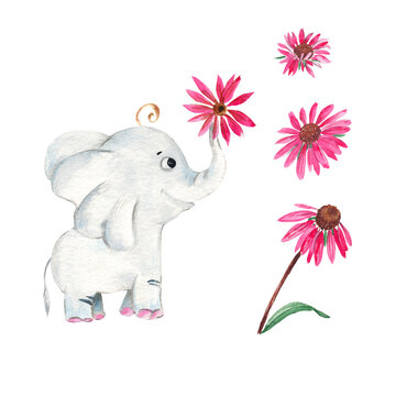 Baby elephant with echinacea flower isolated on white background. Watercolor hand drawn illustration. © Tatiana