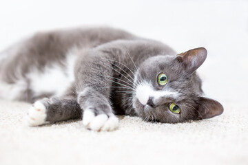 Fototapete bei efototapeten.de bestellen   