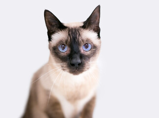A purebred Siamese cat with blue eyes looking at the camera