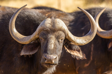 Cape or African buffalo bull on a game farm, South Africa