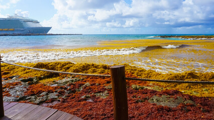 Algae pollute at beach in Mexico. A bunch of seaweed washed ashore.