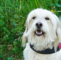 Cute doodle dog looking at camera, pet lover concept, adorable dog image for animal blog, pet care theme 