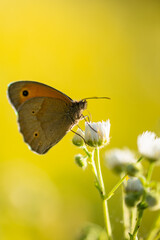 Obraz premium a brown butterfly on a white flower