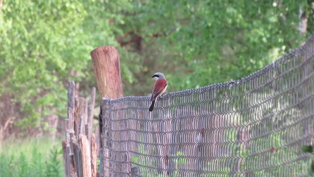 Shrike (Latin Lanius, from lanius "butcher", "executioner", "sacrificing") sitting on the fence. Video.
