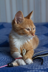 Portrait of a red-haired kitten in an apartment on a sunny day. Kyiv. Ukraine