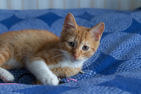 Portrait of a red-haired kitten in an apartment on a sunny day. Kyiv. Ukraine