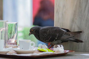 Cafe pigeon Athens Greece