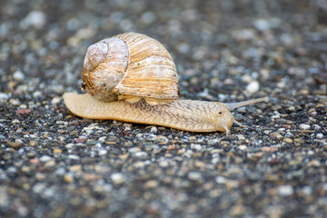 Schnecke auf dem Gehweg