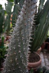 Thorny madagascar cactus, Pachypodium Lamerei Drake plant.