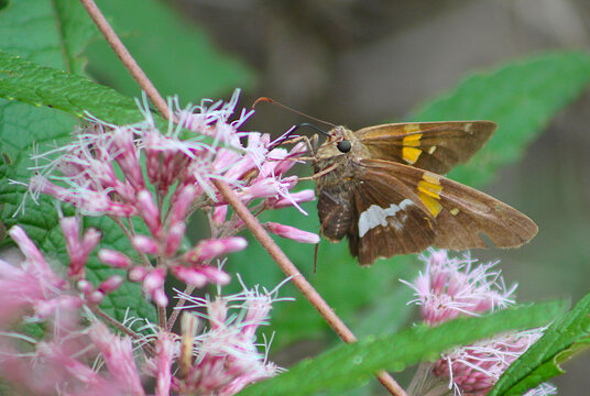Butterfly on flower, Clarksville, Tennessee