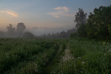 Misty dawn in the field