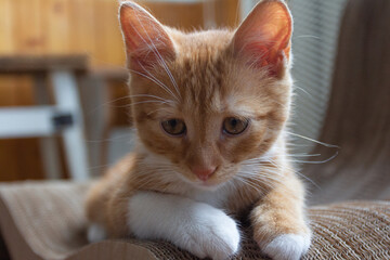 Portrait of a red-haired kitten in an apartment on a sunny day. Kyiv. Ukraine