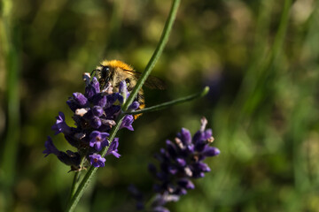 Biene auf Lavendel