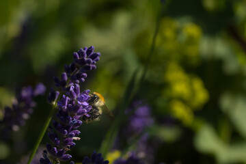 Biene auf Lavendel