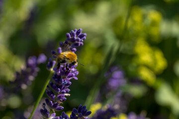 Biene auf Lavendel