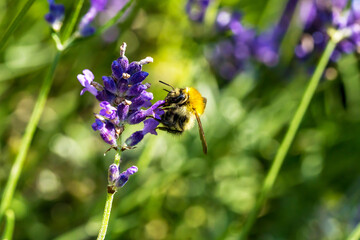 Biene auf Lavendel