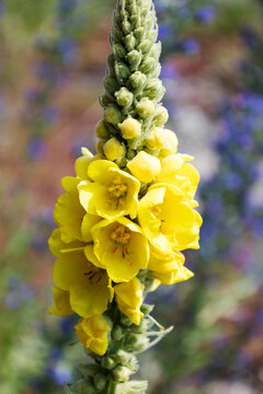 Verbascum dense-flowered medicinal blooms, a tall yellow flowering plant