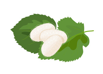 Silkworm cocoons on a green mulberry tree leaf.