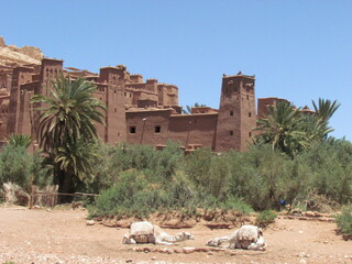 town in the desert