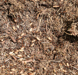 anthill with hundreds of ants defending their large eggs from the attack of the invader