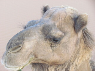 close up of camel