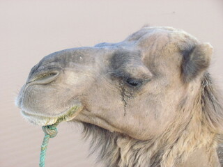 portrait of a camel