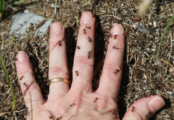 hand of the person covered with ferocious ants that sting to defend their anthill
