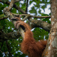 feet of a  Sumatra Orang Utan