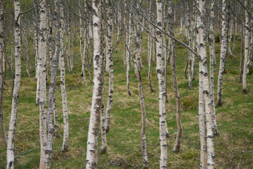 Trunks of birch trees in a forest