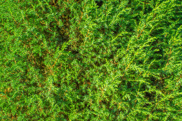 thickets of juniper close-up for the background. texture of coniferous branches