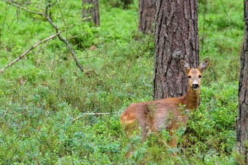 forest deer in the forest