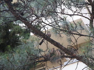 Single ordinary jay sitting on tree branch
