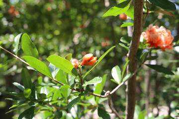 small pomegranate bud and flower background