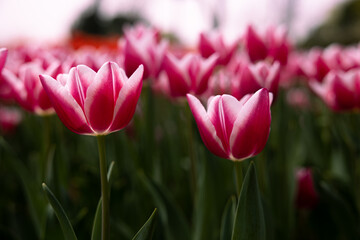 Obraz premium Pink tulips from ground level. Tulips in the park in the spring