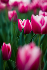 Spring background photo. Pink tulips in the park. Spring blossom concept