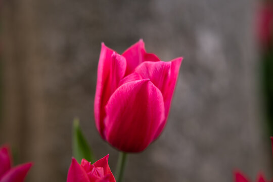 Closeup view of a pink tulip at spring. Spring blossom background photo