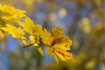 Naklejka na ściany i meble A yellow maple leaf in autumn on a tree branch against a blue sky background.