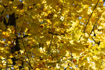 Maple tree with yellow leaves in autumn in the forest.