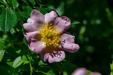 Twig with fresh flowering of wild rose, rose hip or Rosa canina flower in the garden, Sofia, Bulgaria 