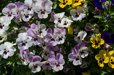 Mixture of purple, yellow, pink and white violets, Altai violet or purple flower, Sofia, Bulgaria   